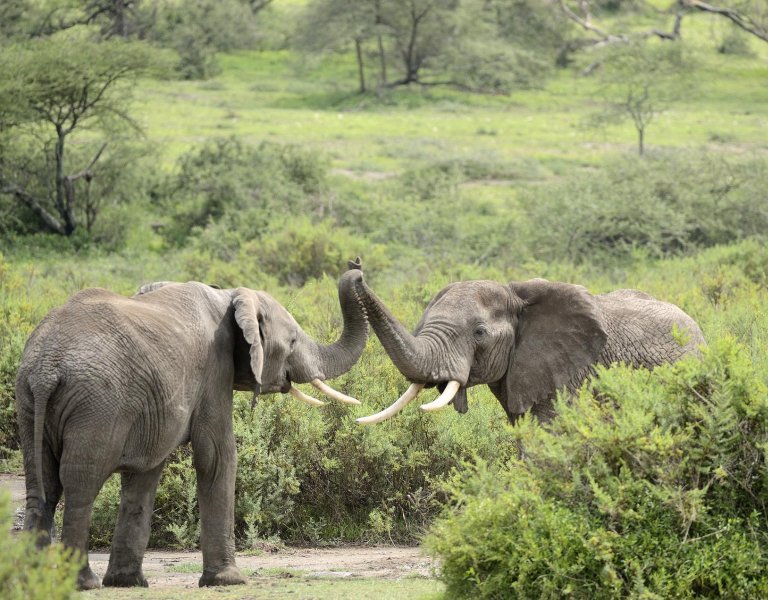 Elephant - WWF France ZEvent